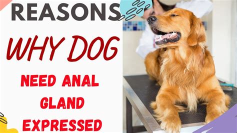 Help! My Dog’s Anal Glands are leaking. (7 reasons & what to do)